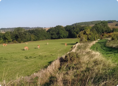 Planting site in the UK