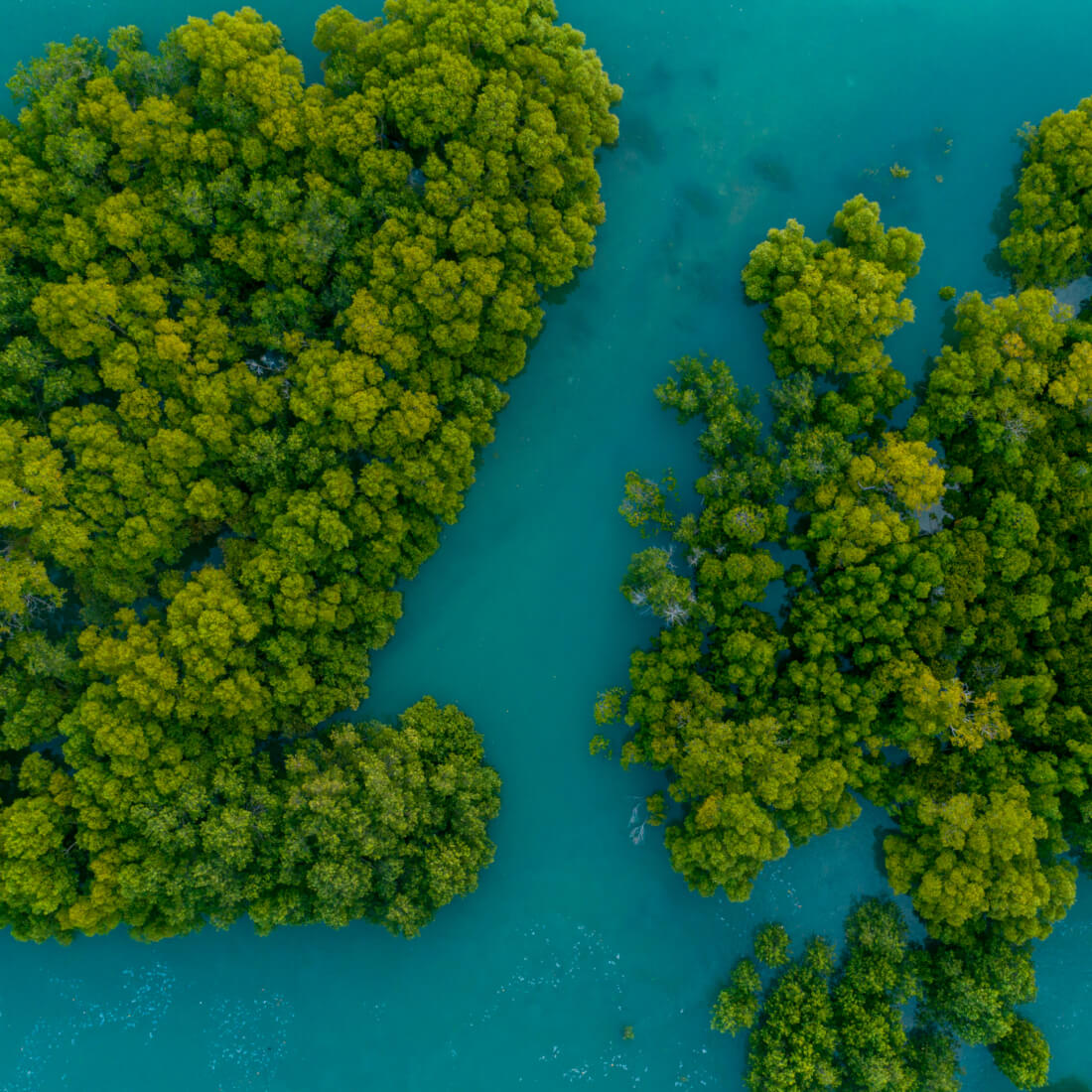 Aerial view of trees