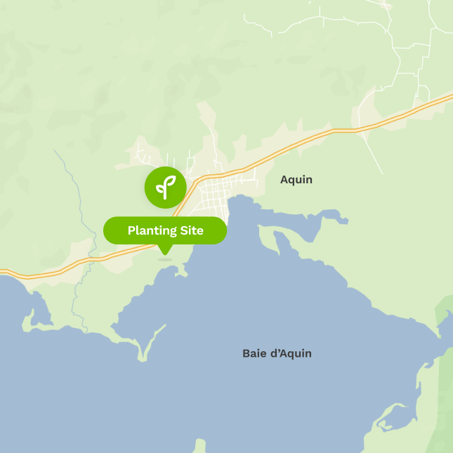 Treeapp site in Haiti