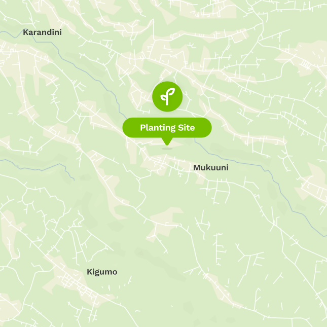 Treeapp site in Kenya