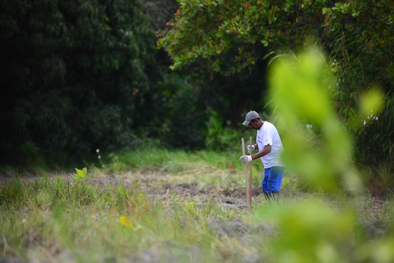 Local tree planter prepping the grounds before the seeds are added with the direct sowing method.