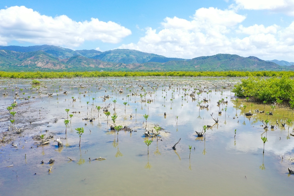 A panorama of our planting site in Haiti with growing mangroves