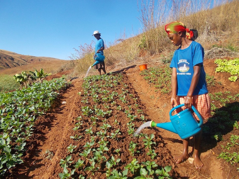 Work in tree nurseries is done during the dry months in Madagascar and small saplings are supervised until they reach 40-50cm in length.