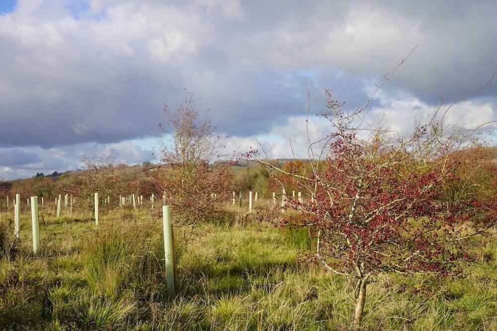 Planting site in the UK