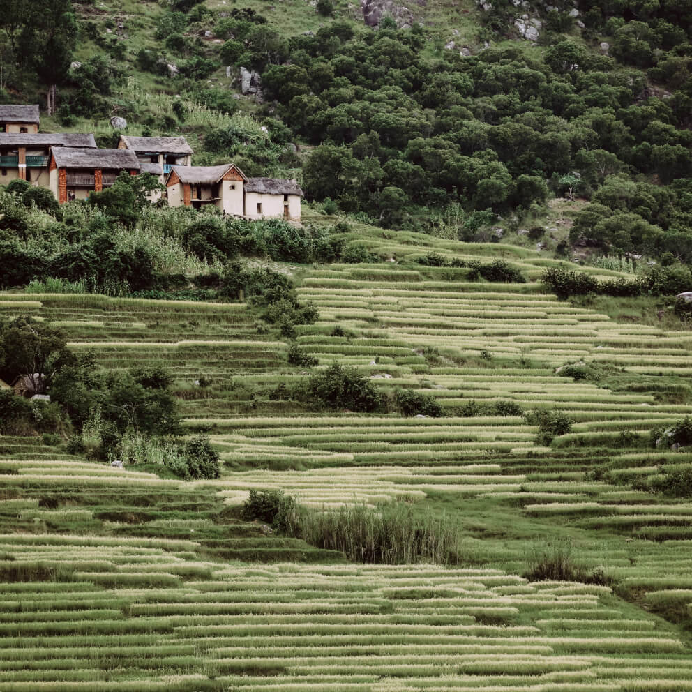 Green landscape