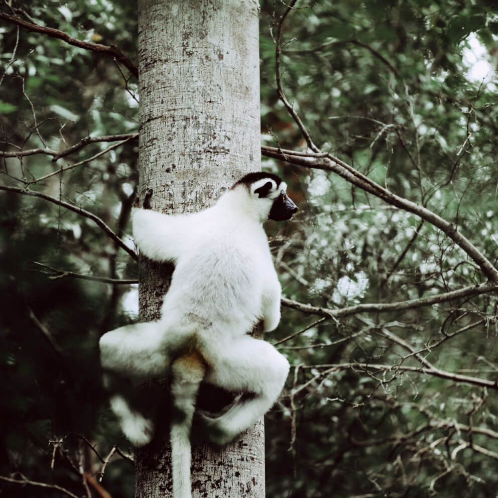 A lemur on a tree