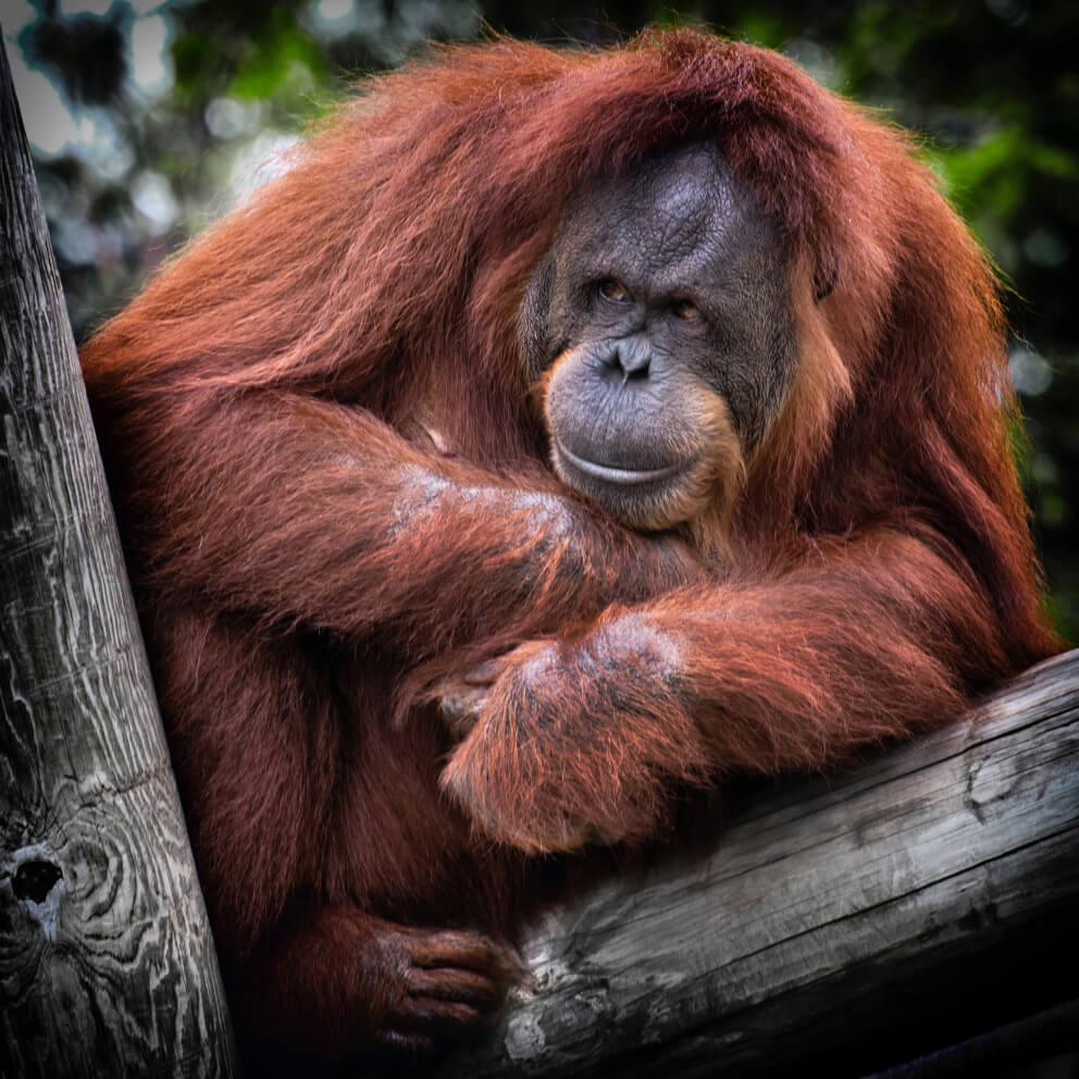 Golden snub-nosed monkey