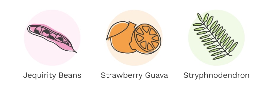Treeapp’s icons of native tree species in Brazil
