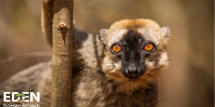 Treeapp spot lemurs on planting sites