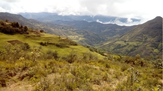 Plant in Peru!