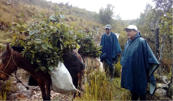 Horses carrying Treeapp saplings up the mountains