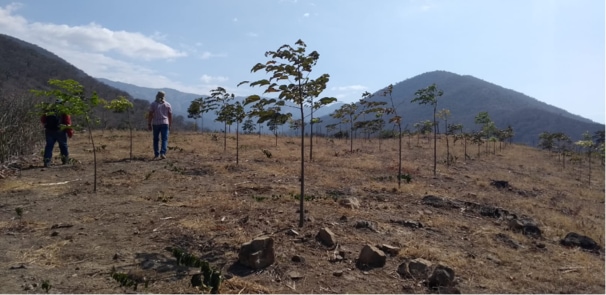 Farmers monitoring the progress of Treeapp’s tree growth in Peru