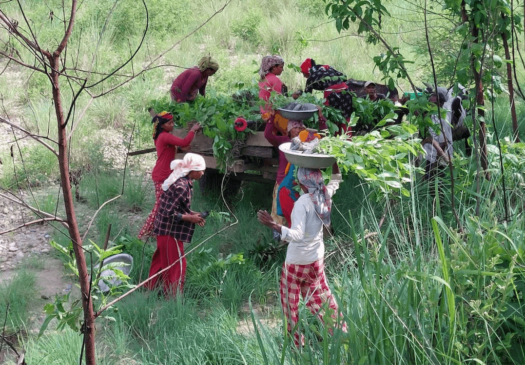 Treeapp tree planting