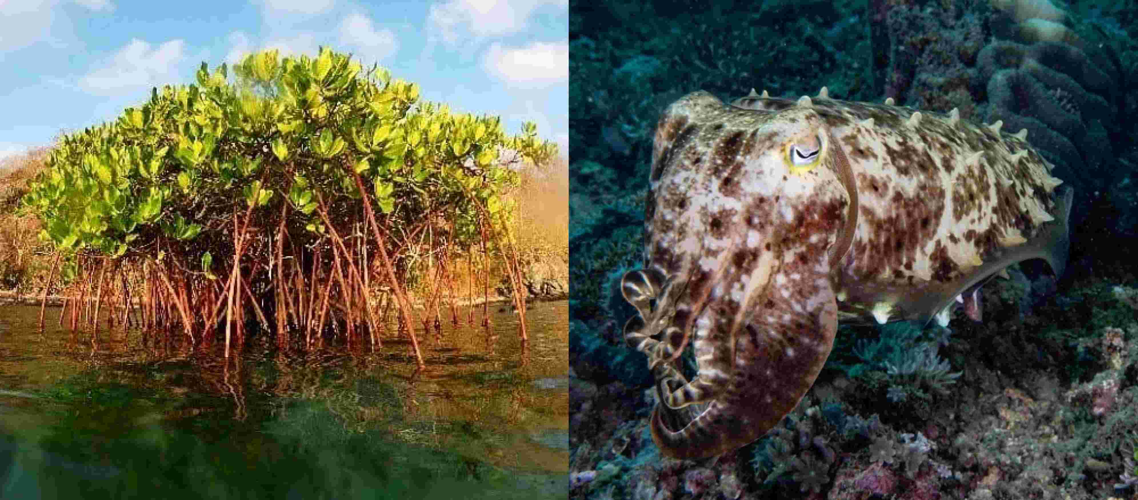 Treeapp’s fully grown mangroves and a cuttlefish in Lombok, Indonesia. 