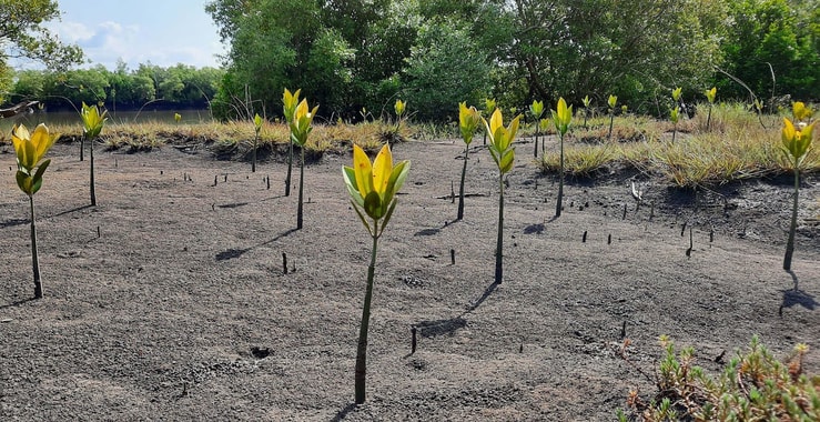 Treeapp’s One year old Mangroves in our Mozambique site in July 2021