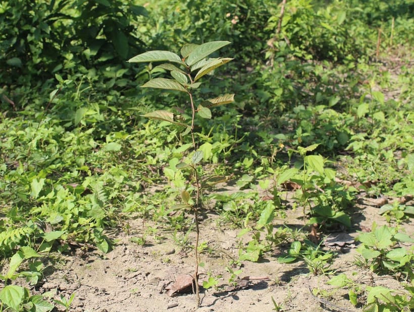 One year old tree on Treeapp’s Nepal site in 2021