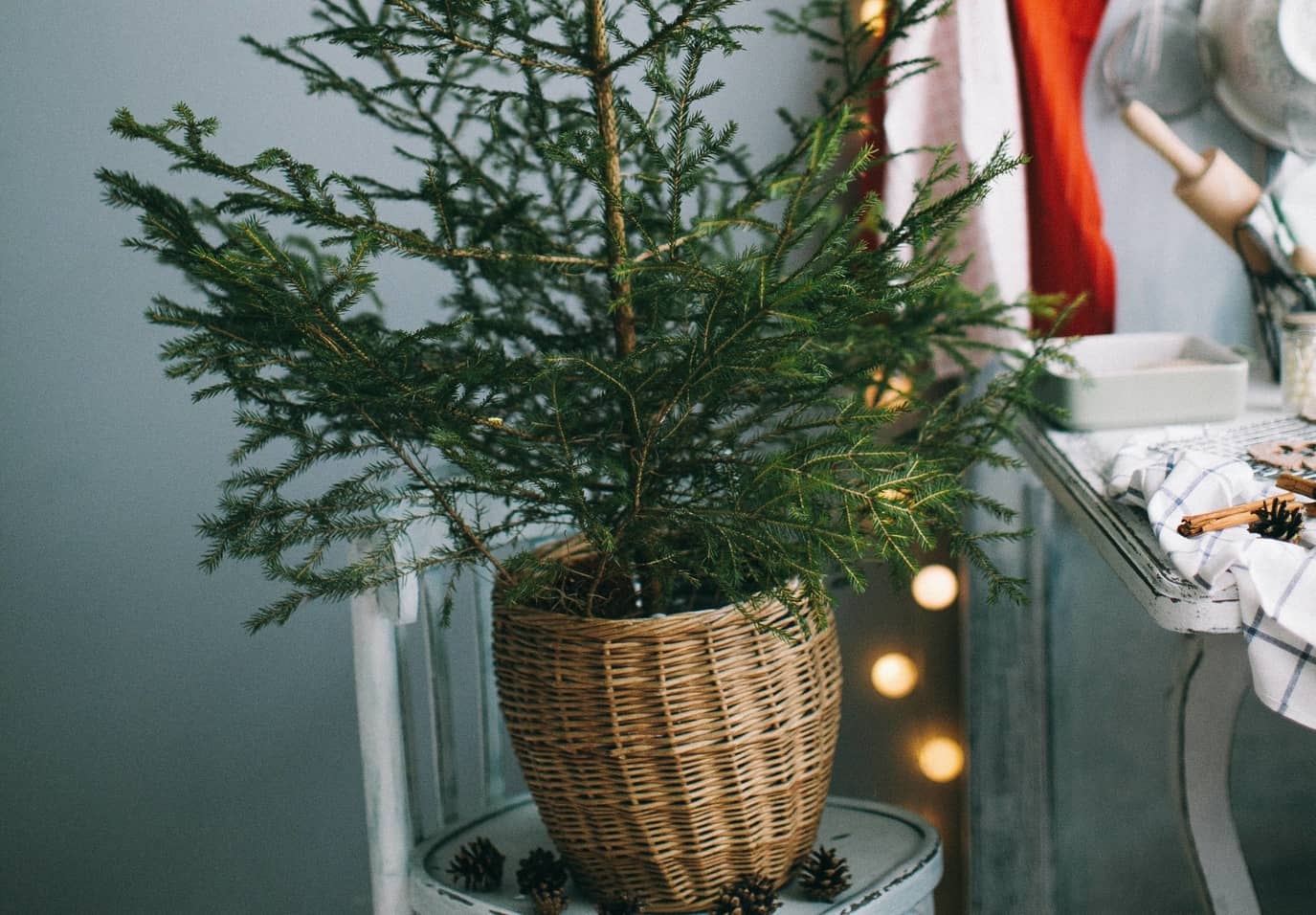 Photo: Potted Christmas tree (Source: Unsplash)