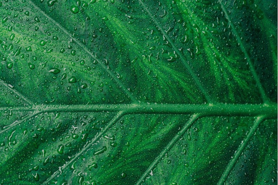 La plantation d’arbres pour les entreprises