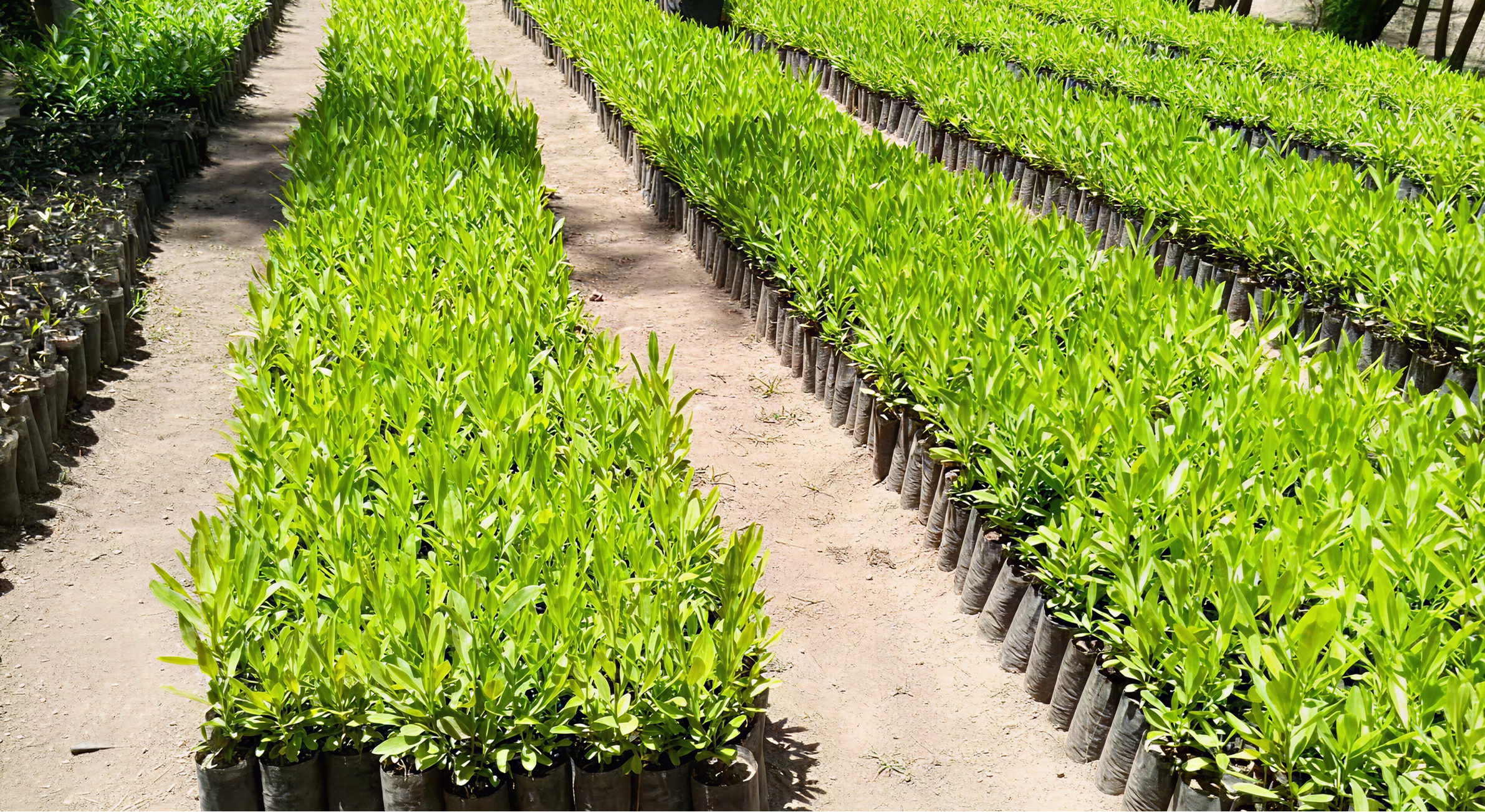 Treeapp_saplings_in_Ethiopia
