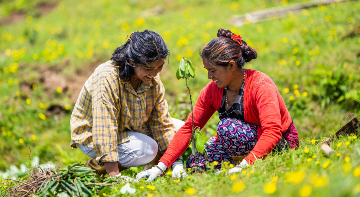 tree-planting-business