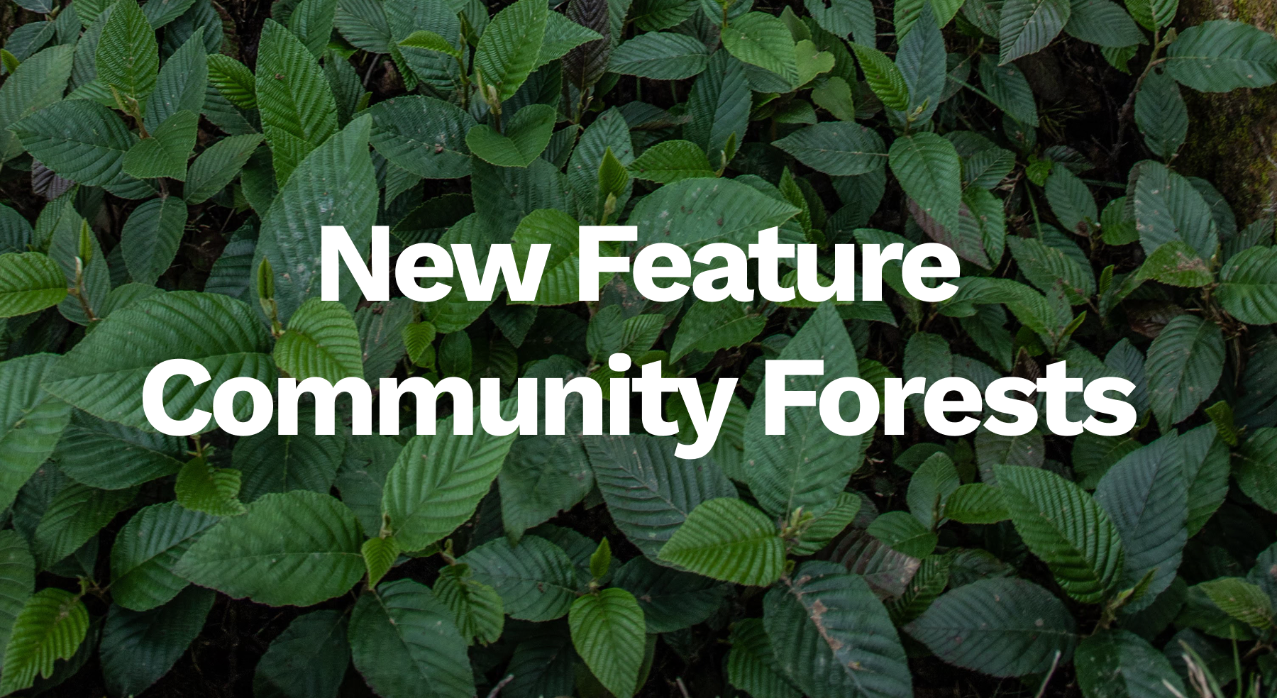 New Feature: Community Forests