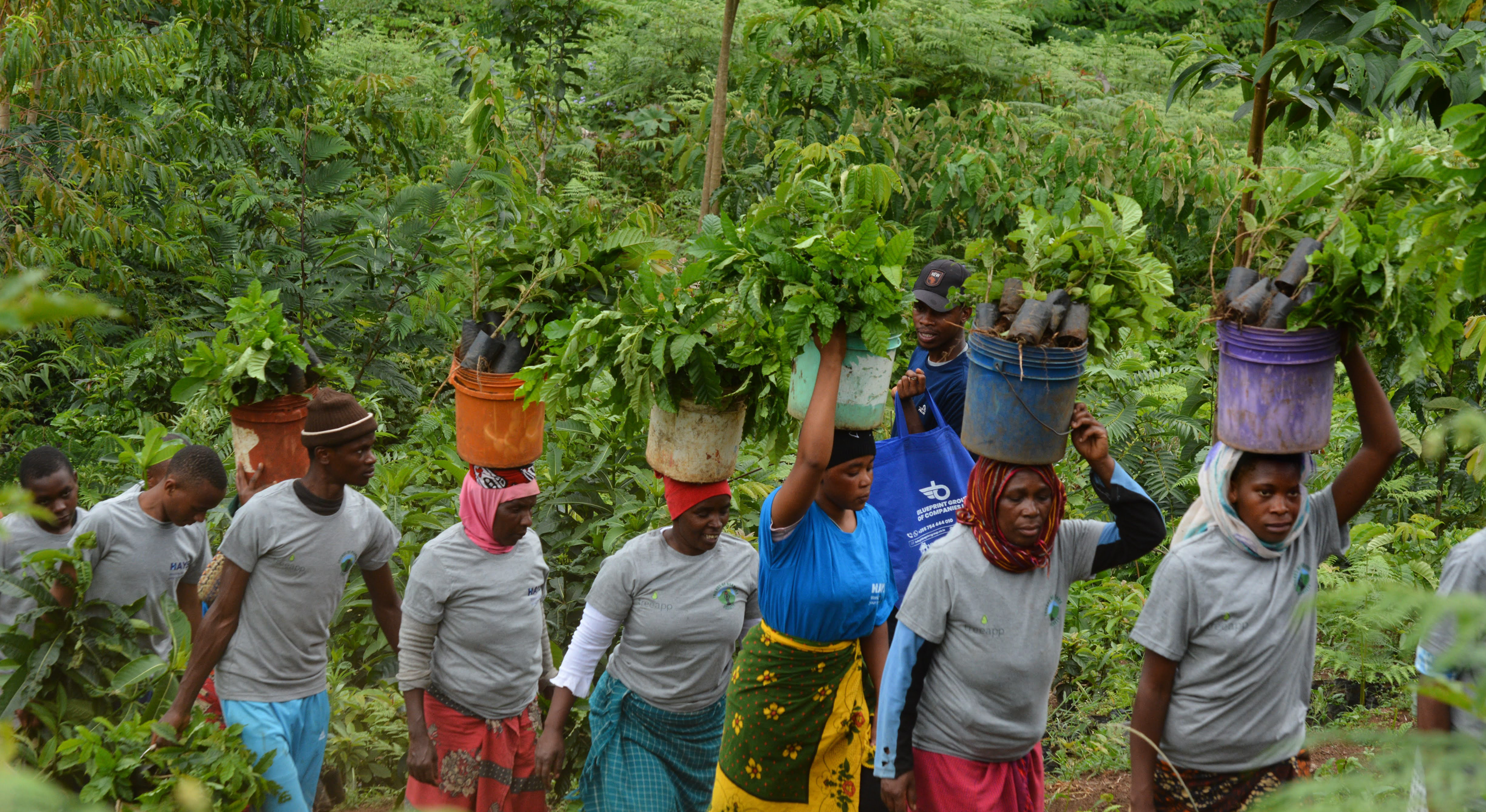 Treeapp corporate tree planting local planting team Treeapp_corporate_tree_planting_local_planting_team