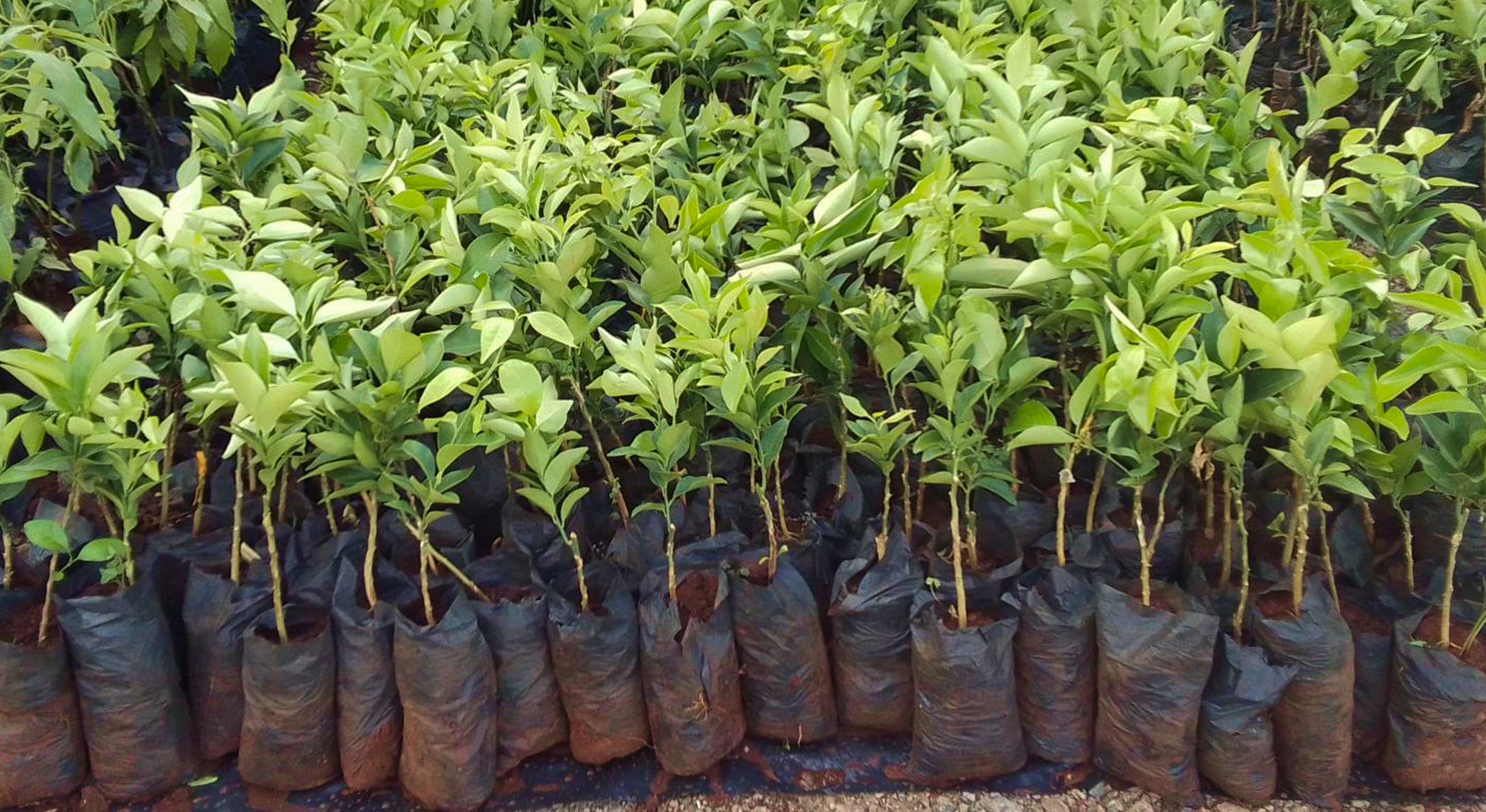 Treeapp global reforestation Treeapp_global_reforestation