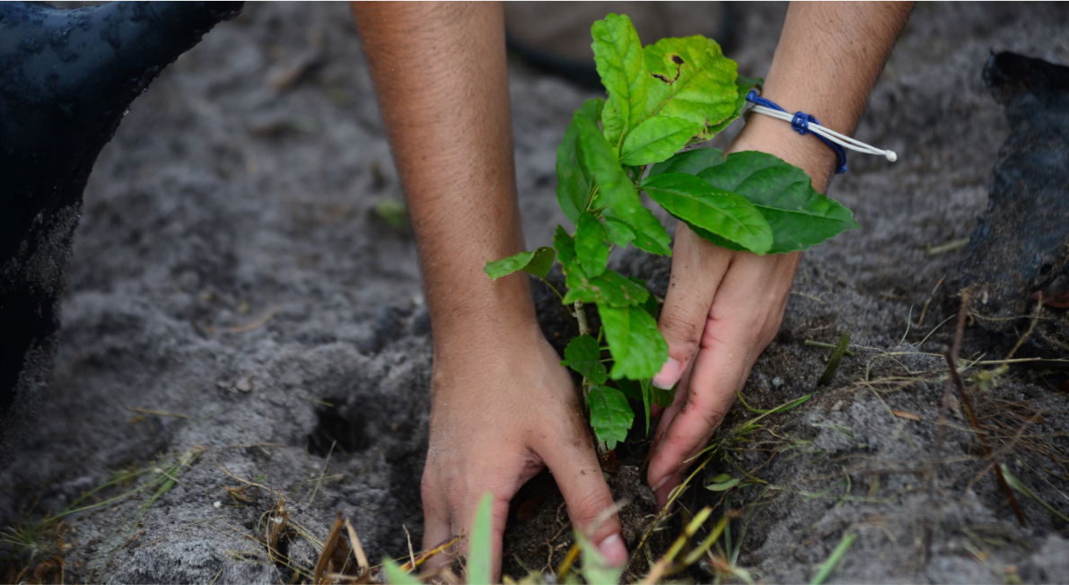 Devoteam-tree-planting-with-Treeapp
