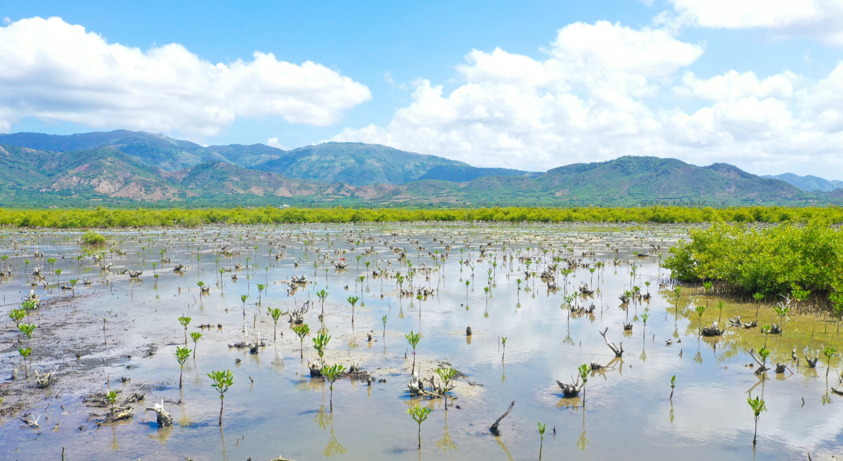 tree-planting-business