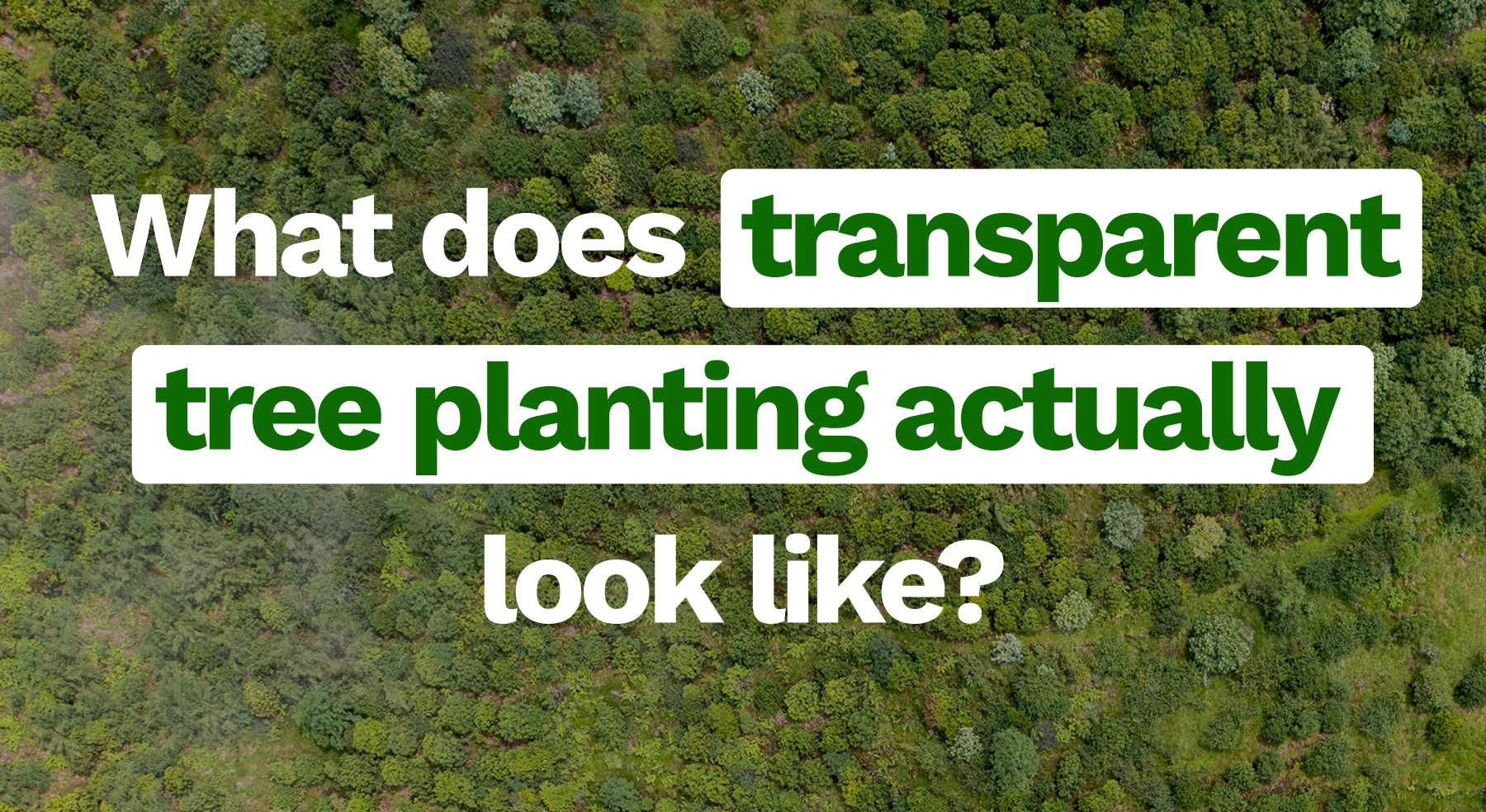 What does transparent tree planting actually look like?