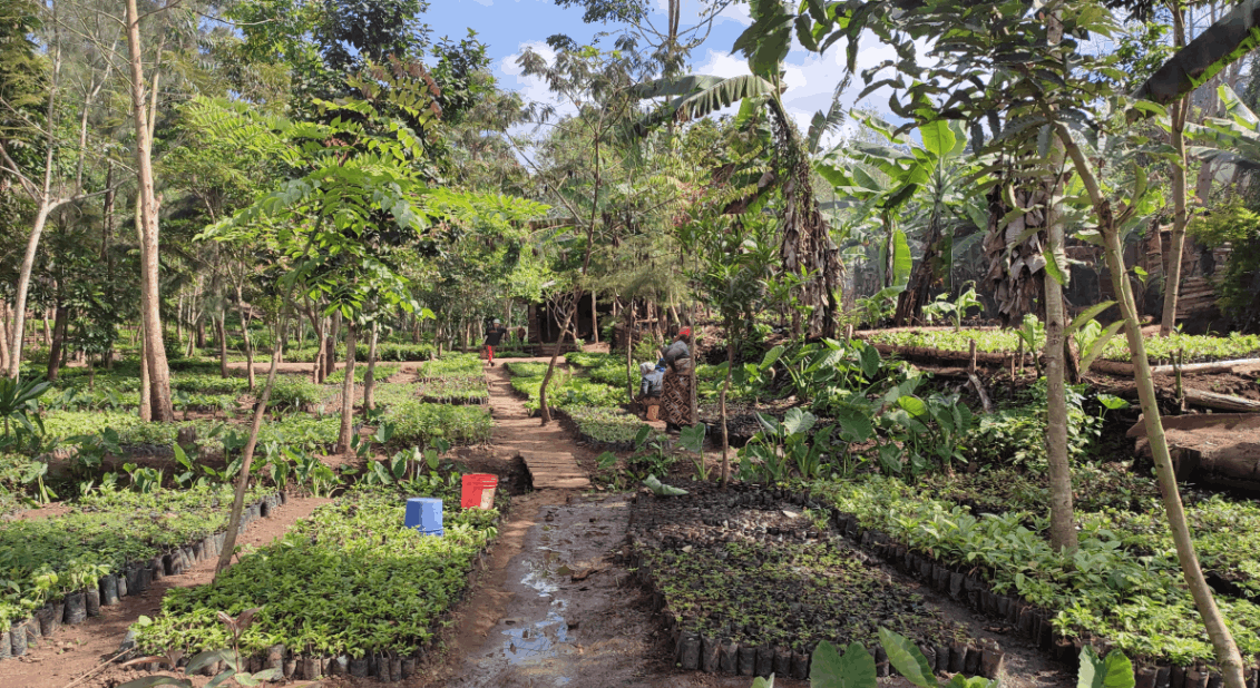 tree_nursery_tanzania_treeapp
