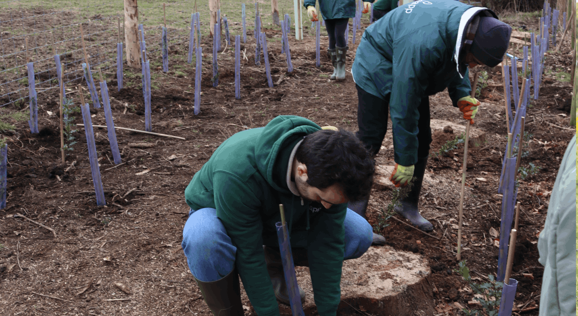 Treeapp_uk_tree_planting_season_kent