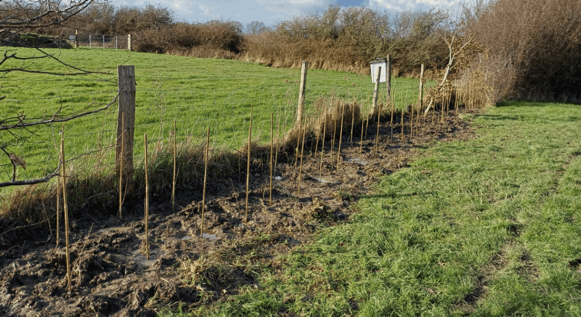 Treeapp_uk_tree_planting_season_sussex