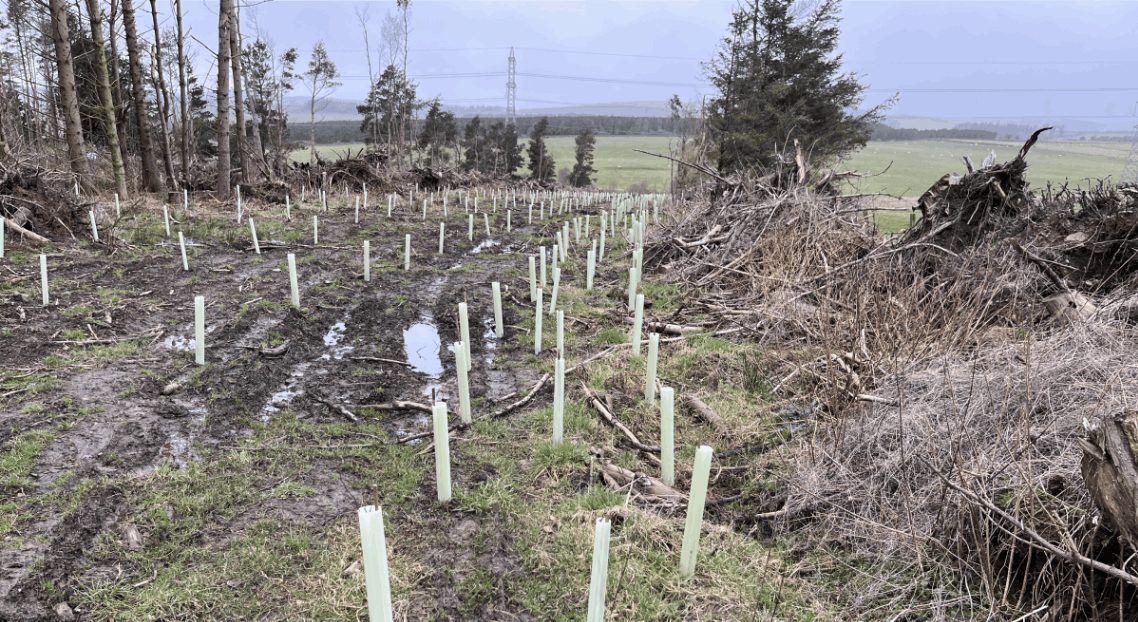 Treeapp_uk_tree_planting_season_berwickshire