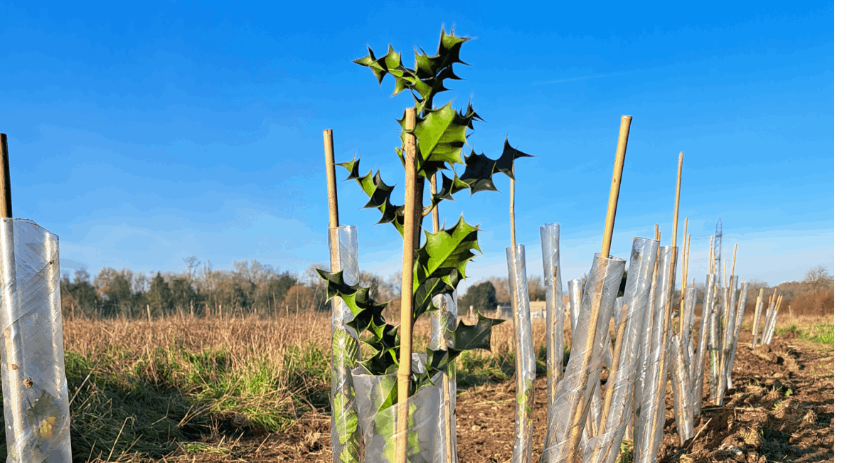 treeapp-ids-group-tree-growth