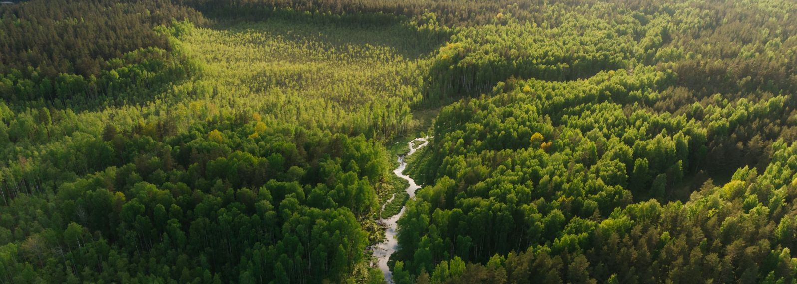 Carbon Offsetting 101: What Every Business Needs to Know