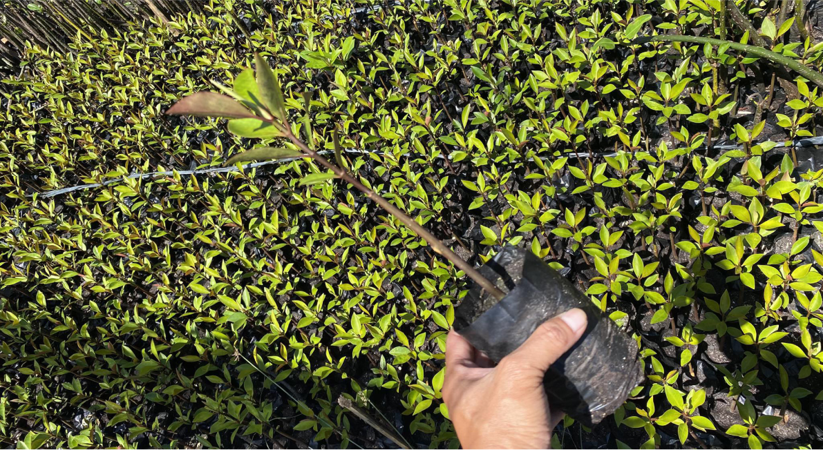 Treeapp-planting-mangroves-in-the-philippines