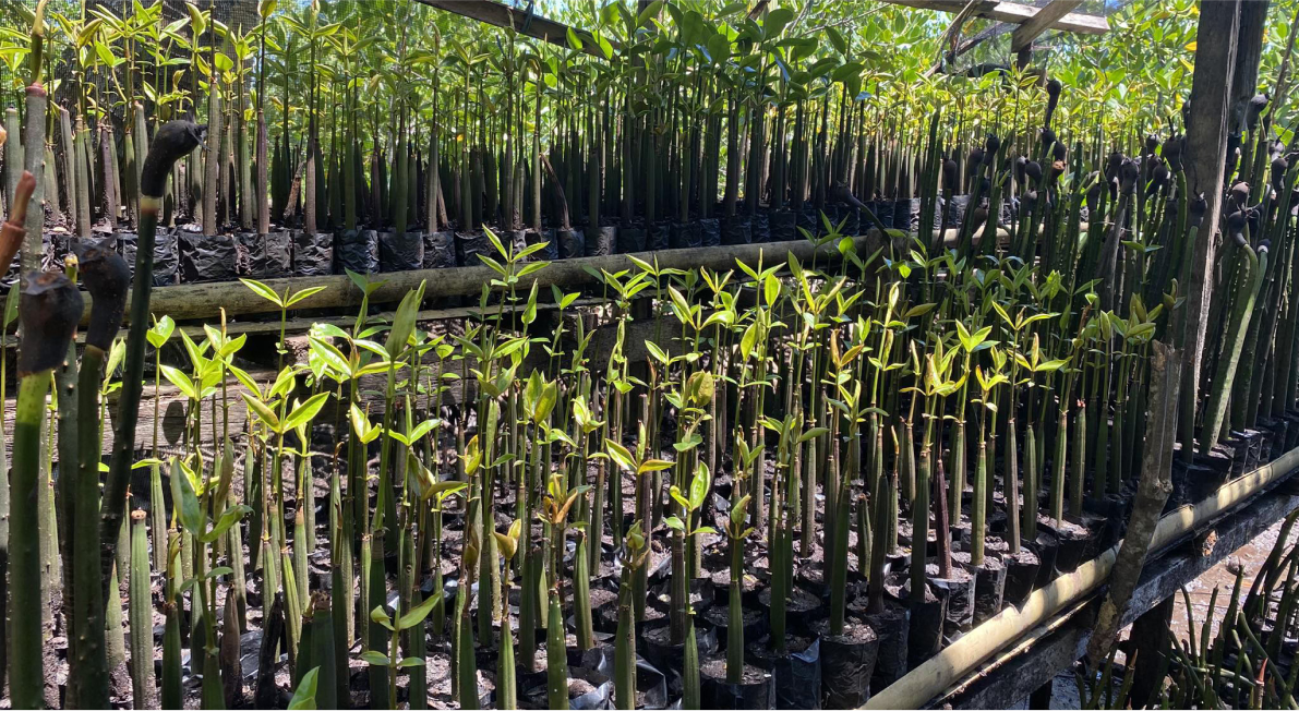 Treeapp-planting-mangroves-in-the-philippines