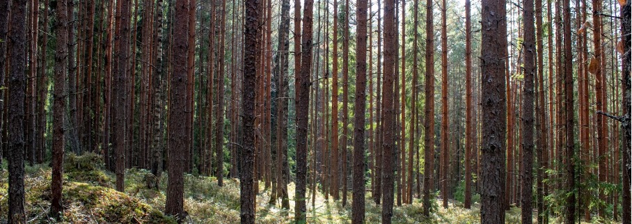 Pourquoi les arbres sont essentiels : 10 raisons clés