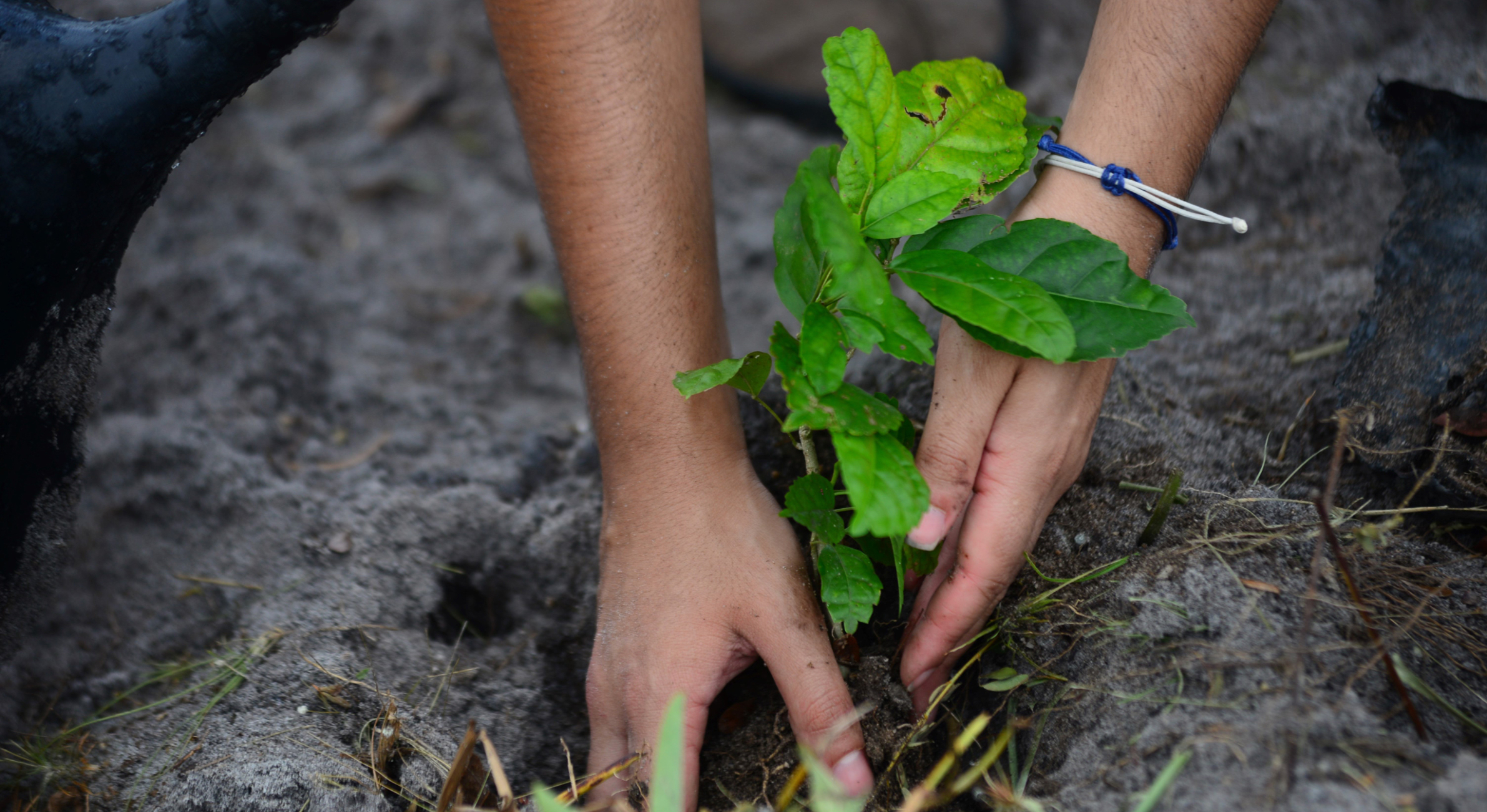 Treeapp corporate tree planting Treeapp_corporate_tree_planting