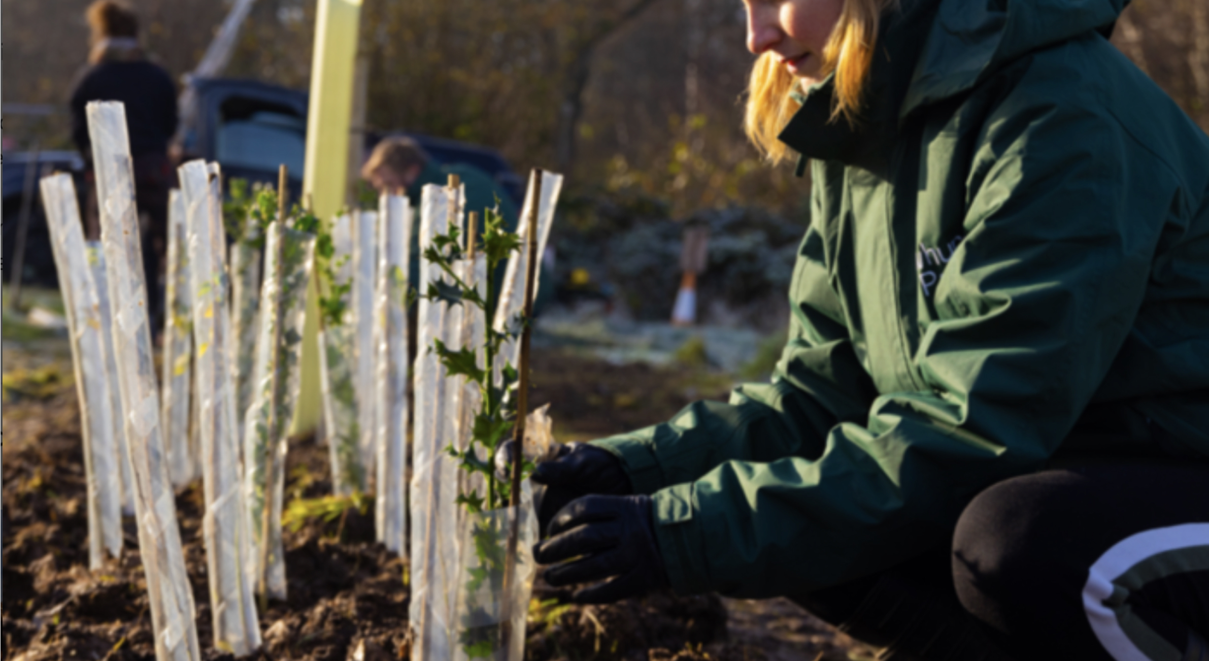 corporate-tree-planting-in-the-uk